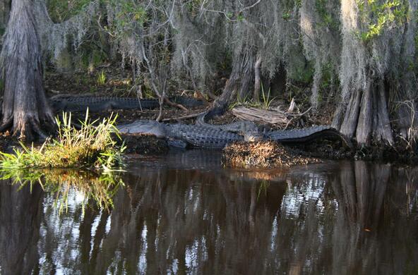 okefenokee_swamp_cc_canopic