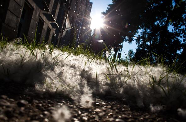 cottonwood seeds