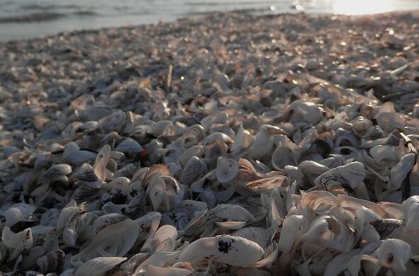 zebra mussels