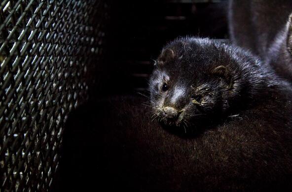 mink