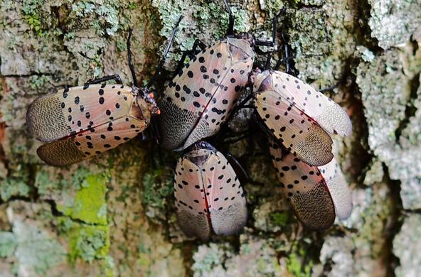 lanternfly