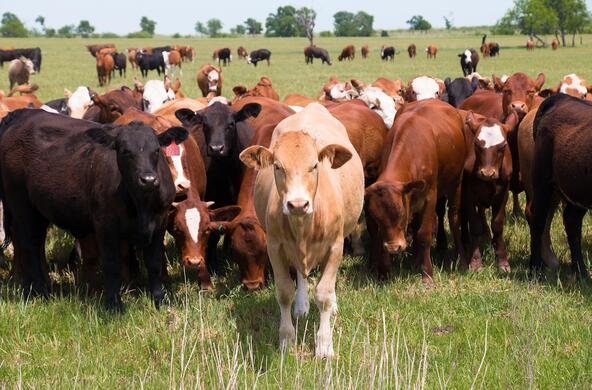 cows
