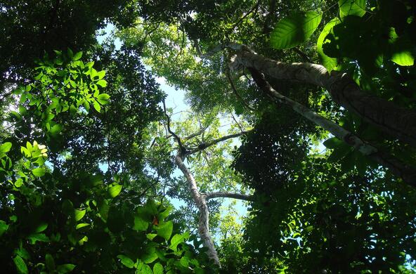 panama_tree_canopy