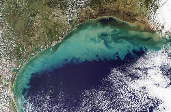 algal_bloom_gulf_of_mexico
