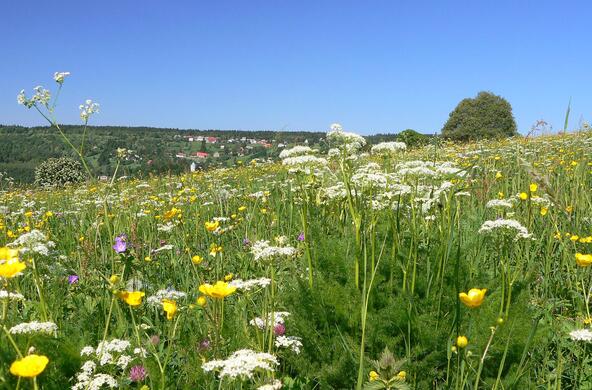 meadow