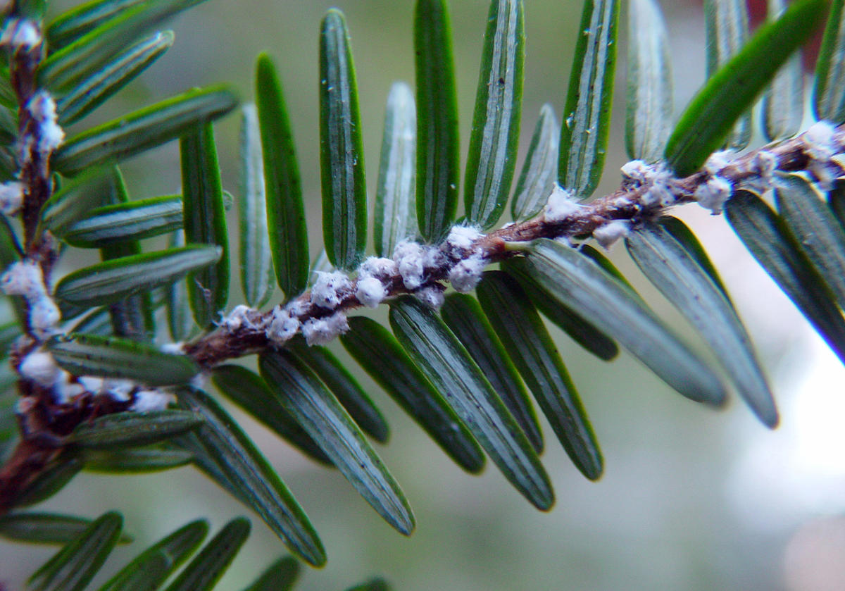 hemlock woolly adelgid