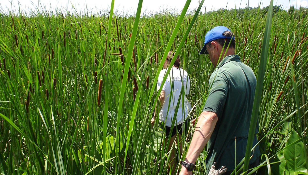 cattails in a marsh in Tivoli Bays