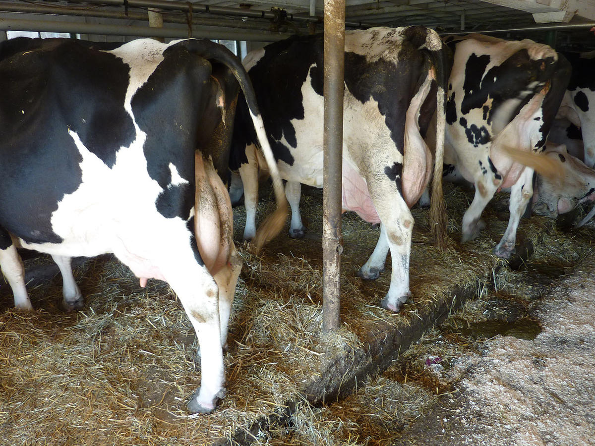 dairy farm