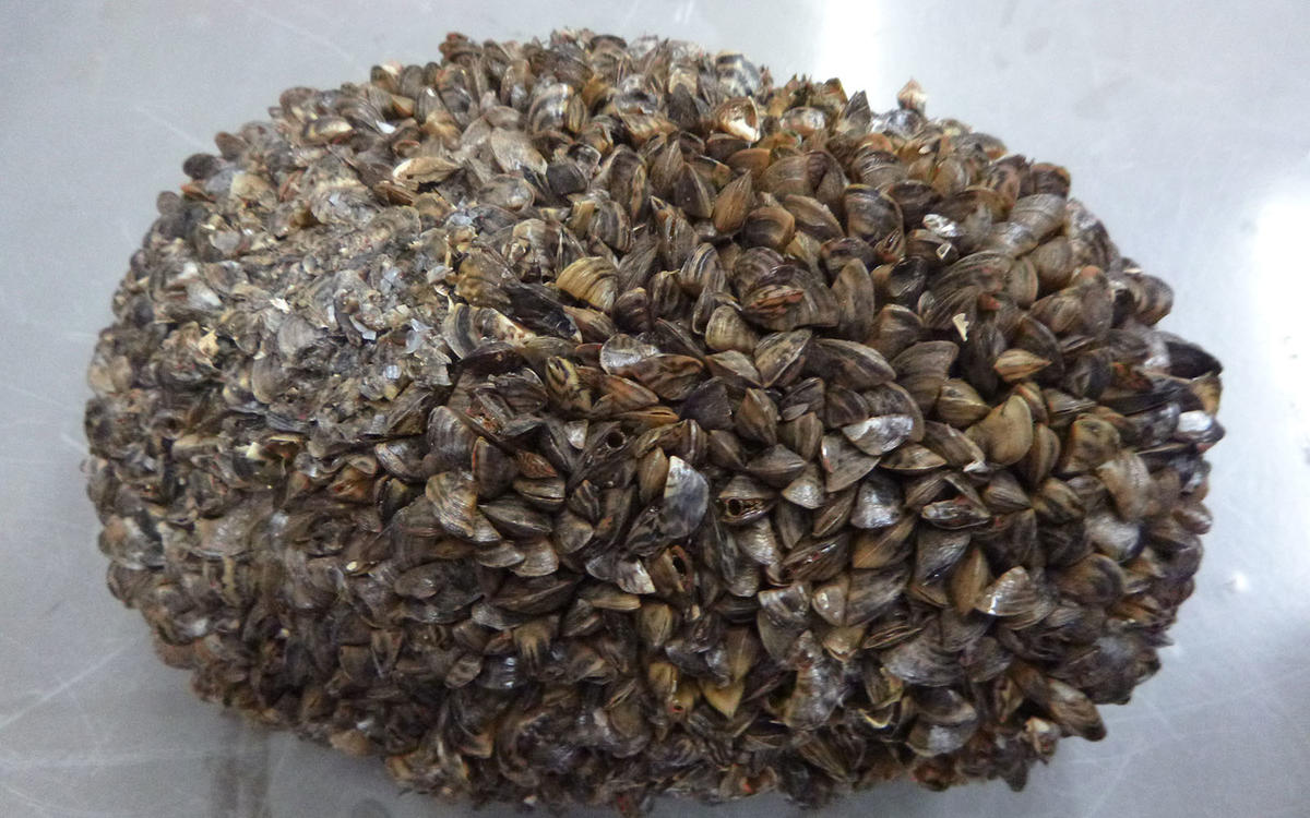 zebra mussels
