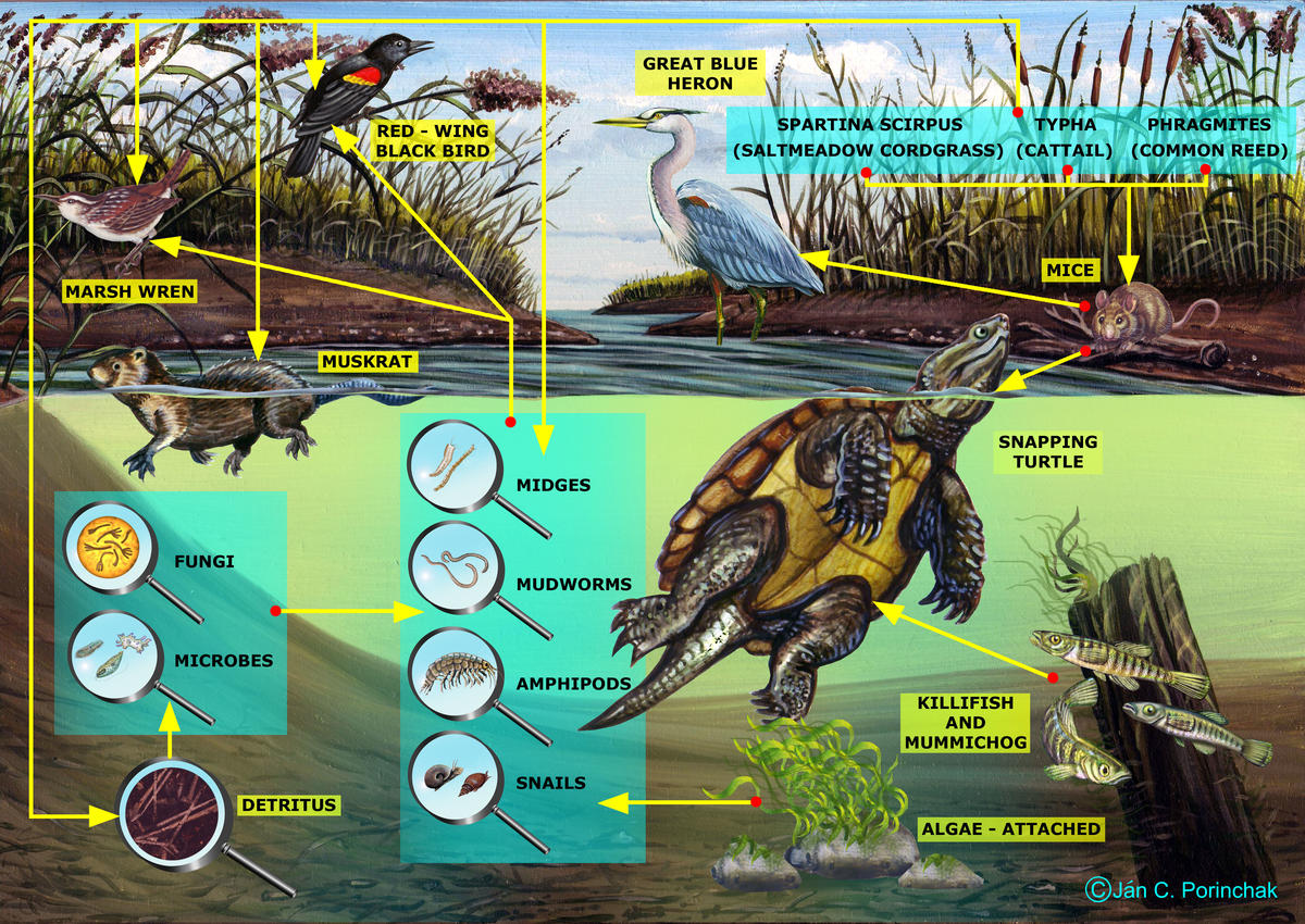 Marsh Food Web