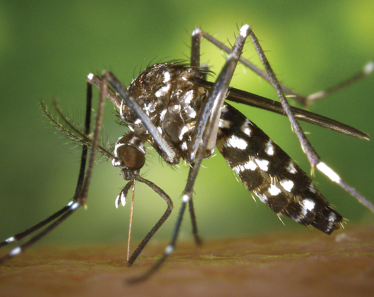 Tiger mosquito (Aedes albopictus). Credit: CDC.