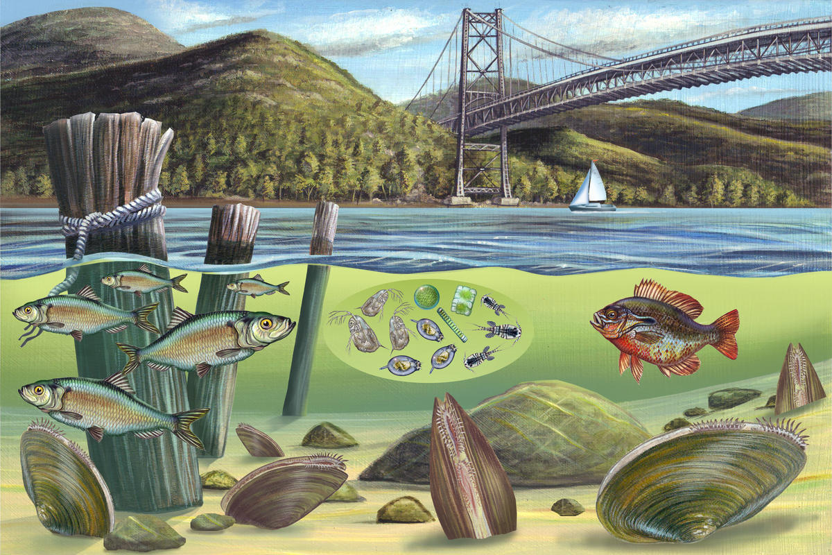 Zebra Mussels - Before