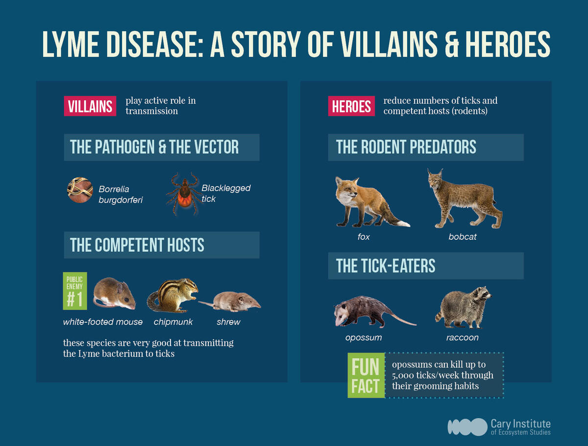 lyme disease ecology infographic