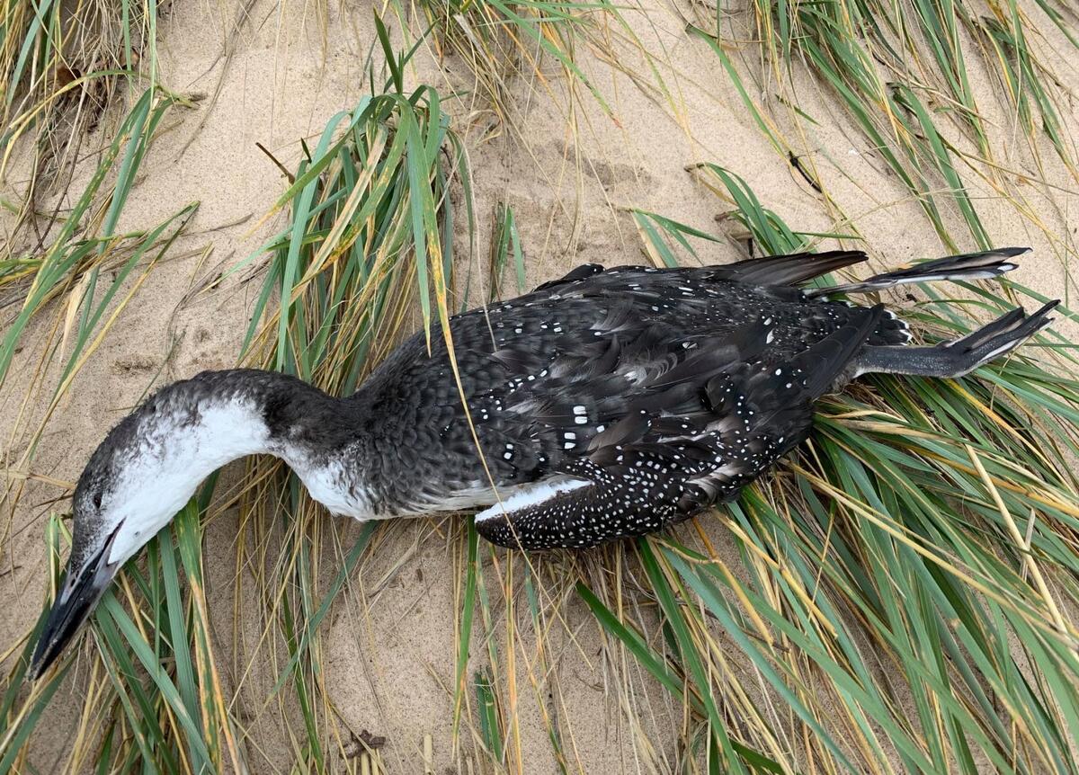 Loon killed by avian botulism