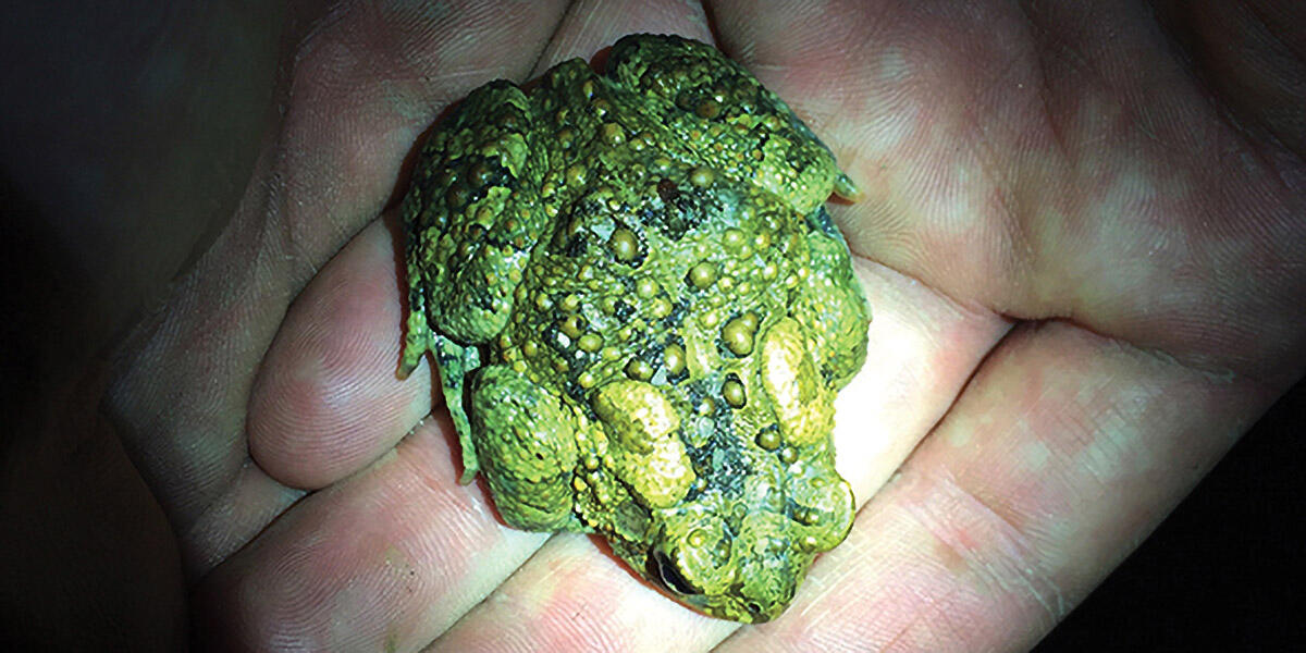 american toad