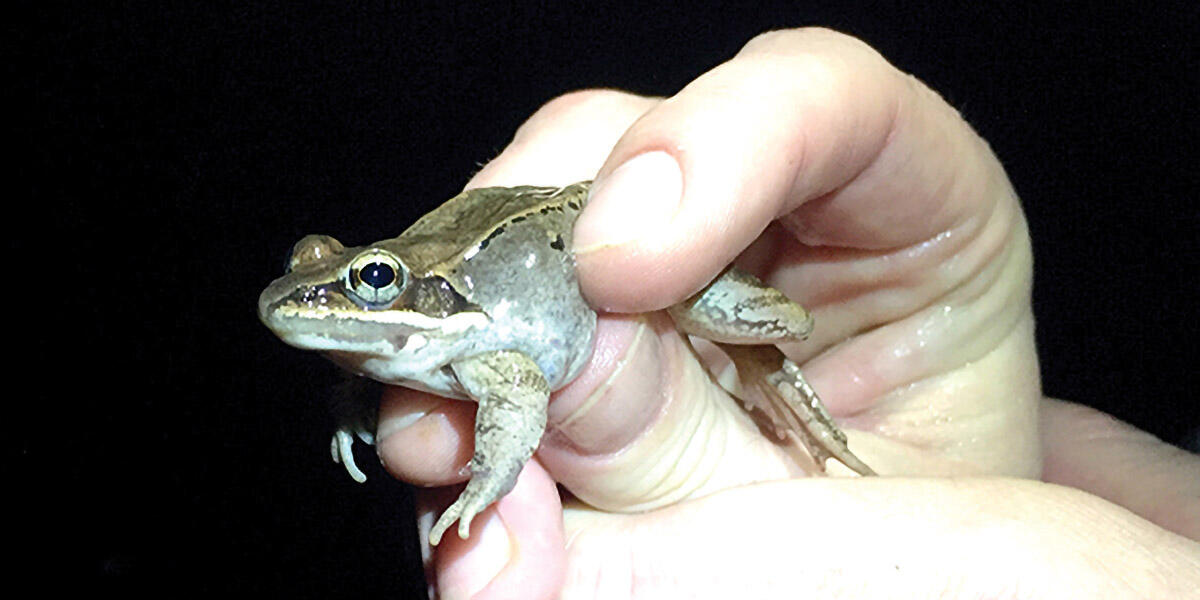 wood frog